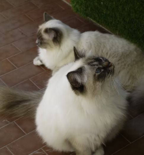Woody e Nala, due gatti Sacri di Birmania dell'allevamento